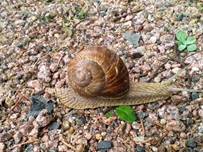 Weinbergschnecke