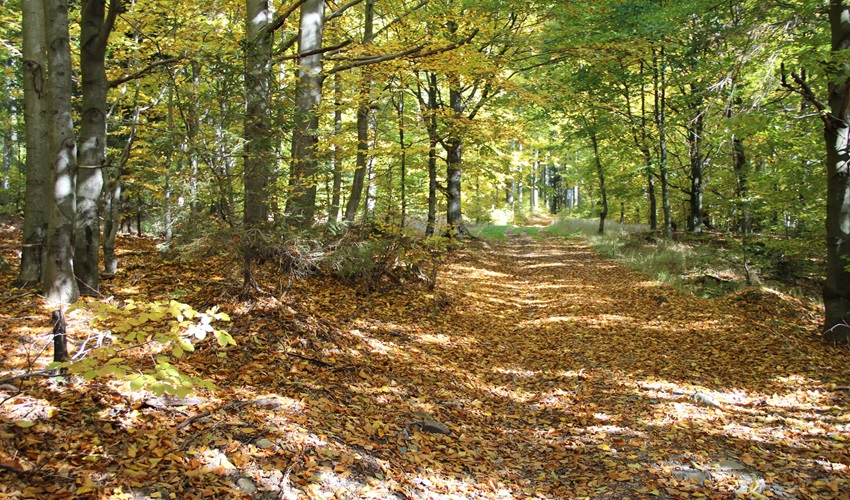 Wanderweg Hemmschuh