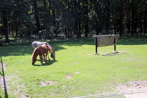 Foto Tierpark Thräna